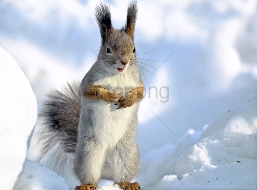 fear snow squirrel standing wallpaper Transparent PNG download