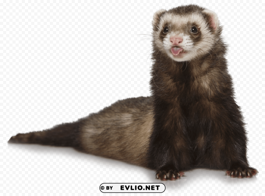 ferret Transparent PNG Graphic with Isolated Object