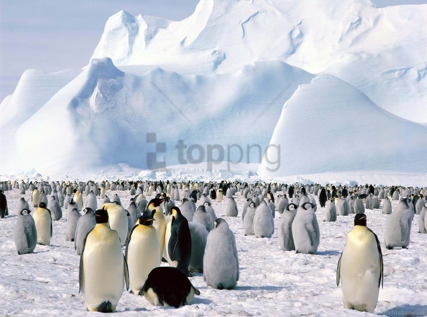 flock mountain north penguins snow wallpaper Isolated Graphic with Transparent Background PNG