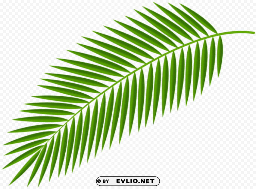palm branch transparent PNG for Photoshop