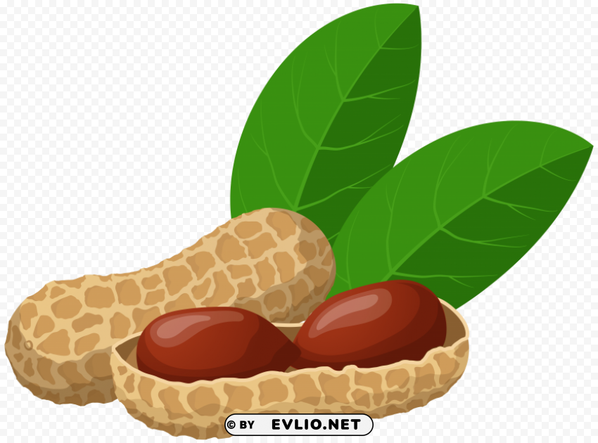 peanuts PNG pictures without background clipart png photo - 4a70909a