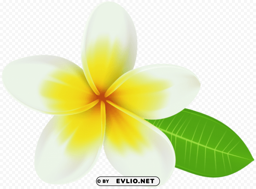 plumeria Transparent PNG Isolated Object with Detail
