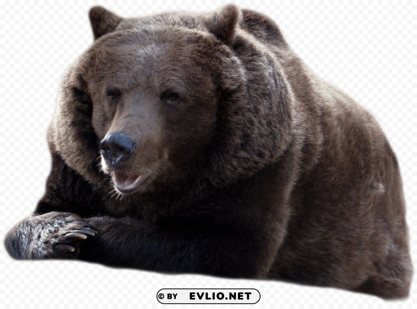 Bear Isolated Icon In HighQuality Transparent PNG