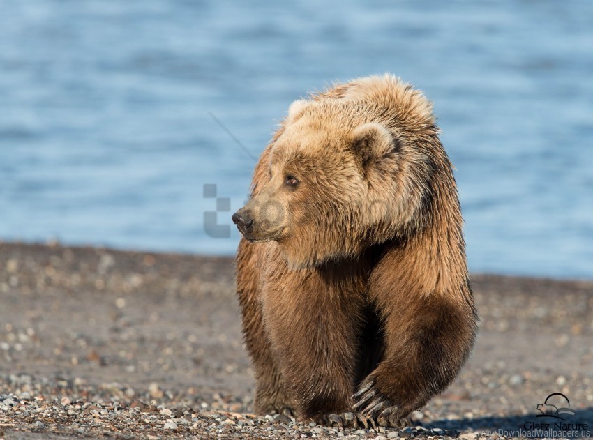 bear shadow shore walk wallpaper Clear PNG graphics free