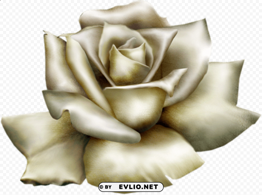 beautiful white rose Transparent PNG image
