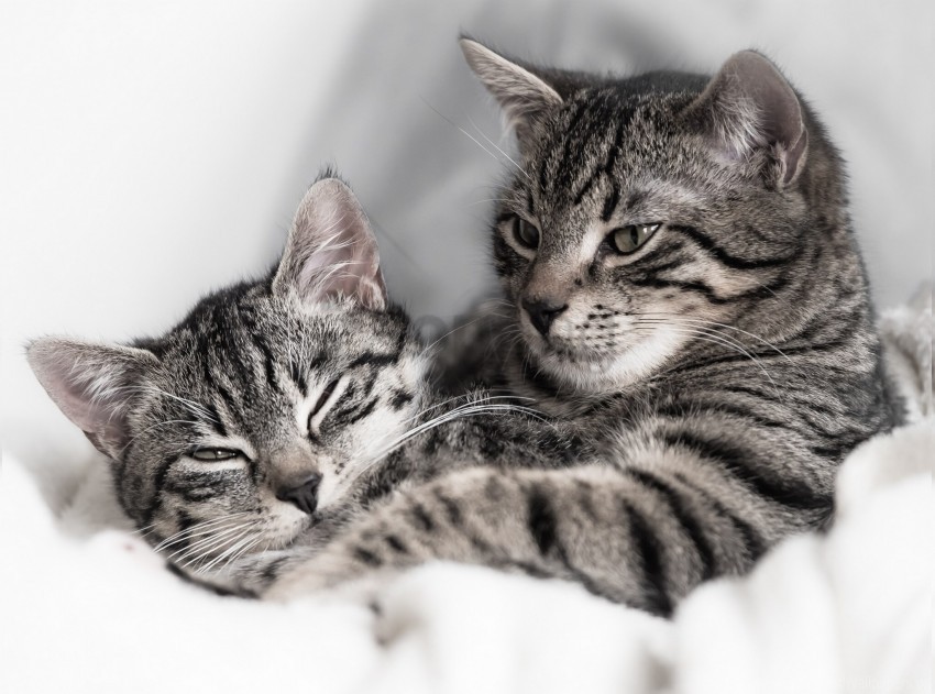 cats couple kitten striped wallpaper Clean Background Isolated PNG Object