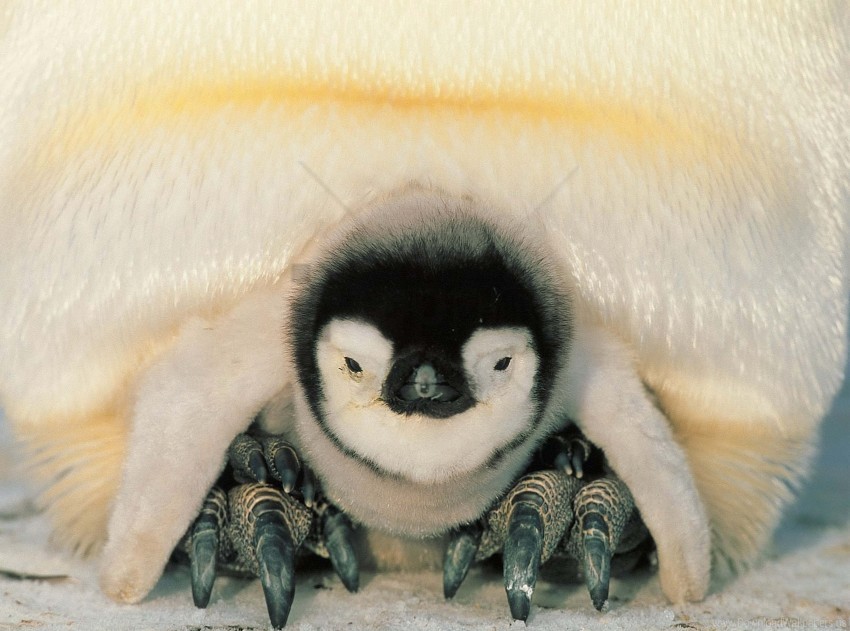 chick north penguin penguins wallpaper PNG for design
