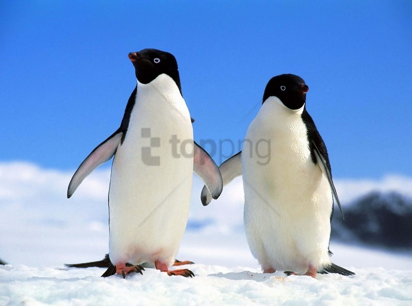 couple north penguins winter wallpaper Transparent PNG Isolated Illustration
