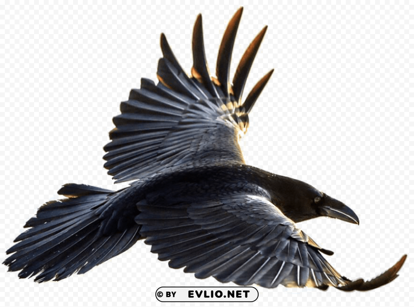 crow flying Transparent PNG Isolated Object with Detail PNG transparent with Clear Background ID c80a1a9a