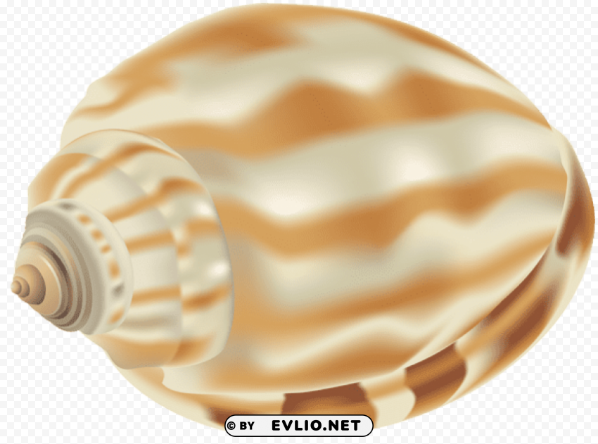 shell Transparent PNG images for graphic design