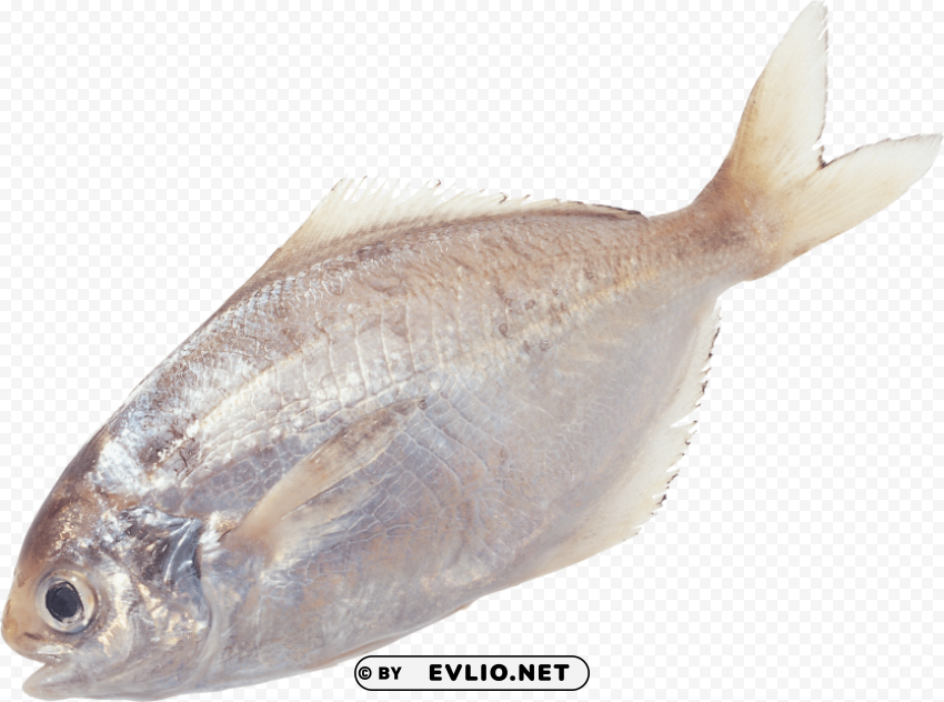 Fish Transparent PNG Graphics Library