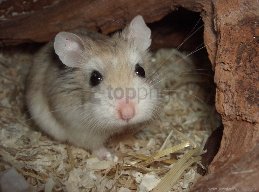 hamster house mink sawdust wallpaper PNG with clear overlay