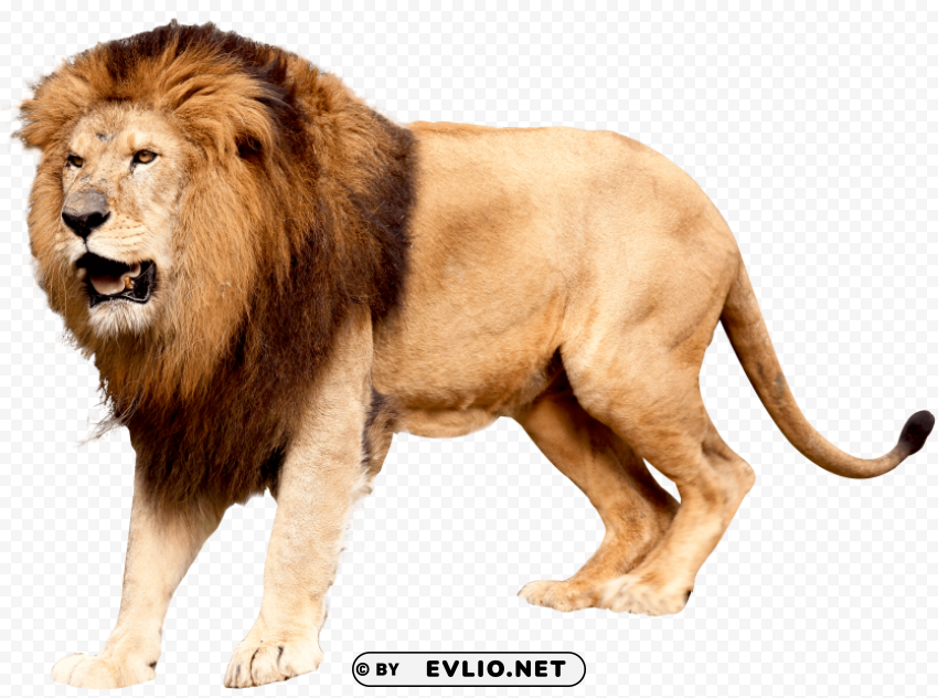 lion Clear PNG file