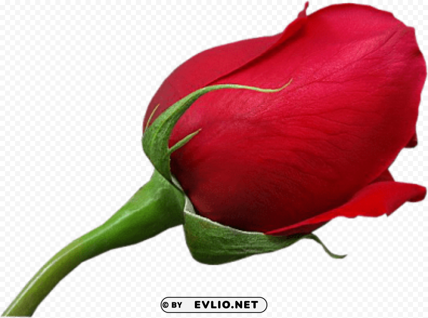 red large rose PNG file without watermark