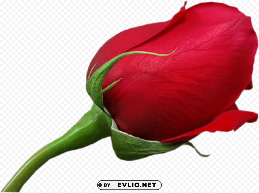 Red Large Rose PNG File Without Watermark