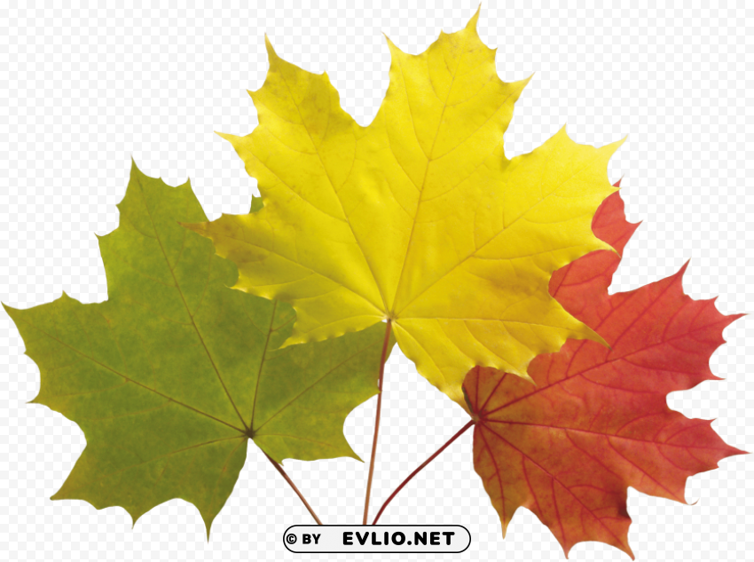 autumn leaf Isolated Object on Transparent PNG