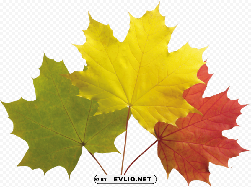 Autumn Leaf Isolated Object On Transparent PNG