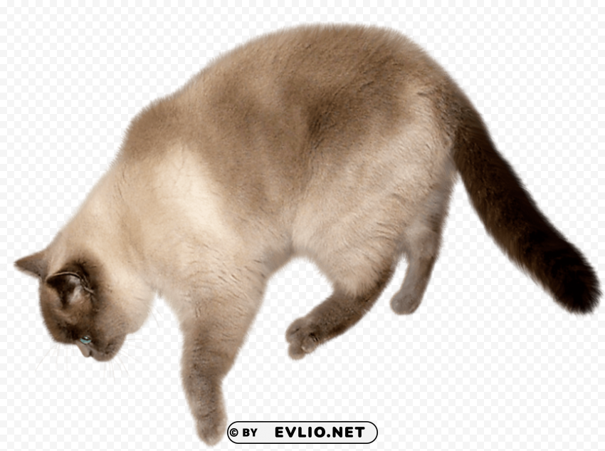 flying cat transparent background PNG pics with alpha channel