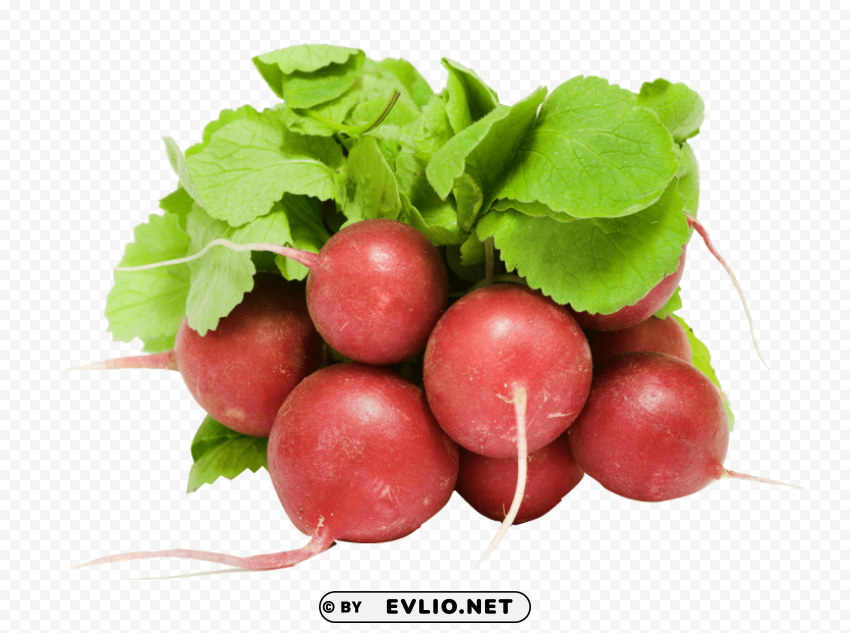 fresh radish PNG for social media PNG images with transparent backgrounds - Image ID 3803920a
