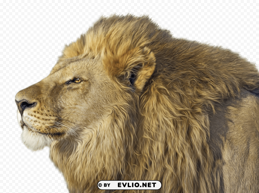 lion PNG for social media png images background - Image ID 0c9d0e89