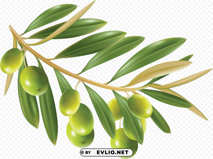 olives PNG files with no background free