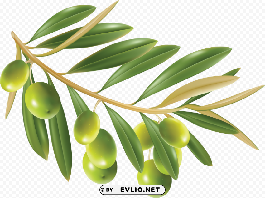 olives PNG files with no background free clipart png photo - 521b5237