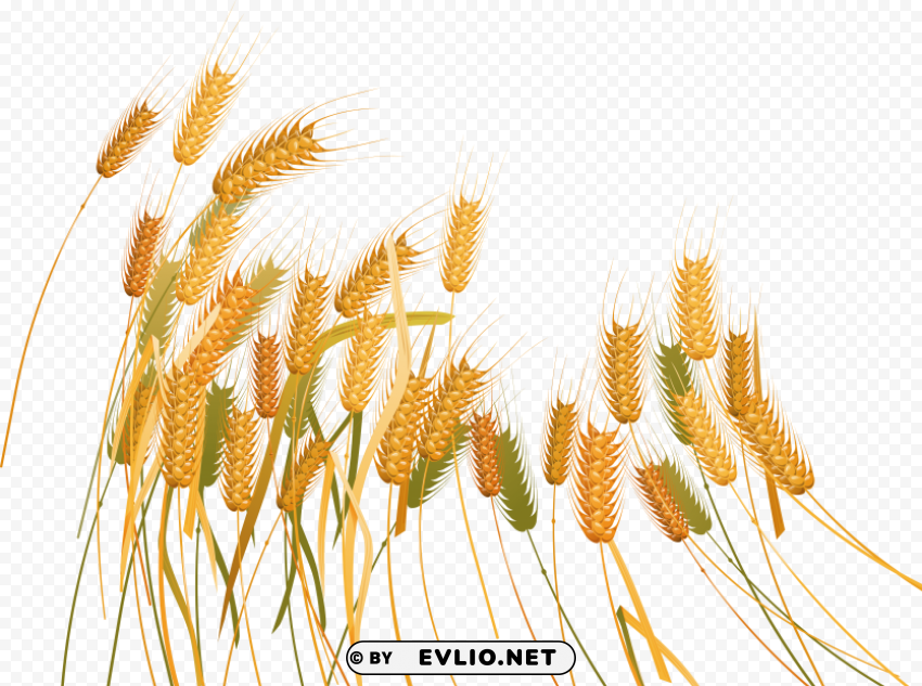 Wheat PNG Image Isolated with Transparent Clarity