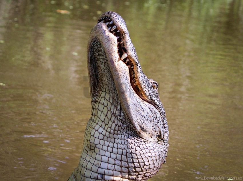 Alligator Carnivore Predator Reptile Wallpaper PNG Images With Transparent Backdrop