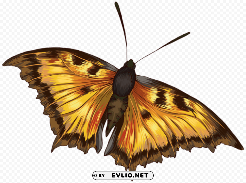butterfly HighQuality Transparent PNG Isolated Object clipart png photo - 954f5f3a