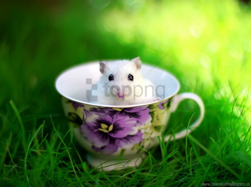 cup grass meadow mouse summer wallpaper PNG transparent photos for design