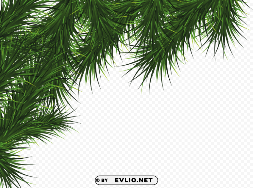 fir tree Isolated Object in Transparent PNG Format
