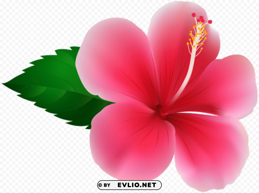 pink hibiscus PNG for personal use