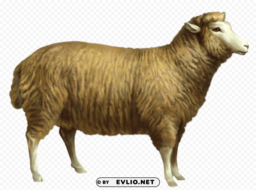 Sheeppicture PNG For Presentations