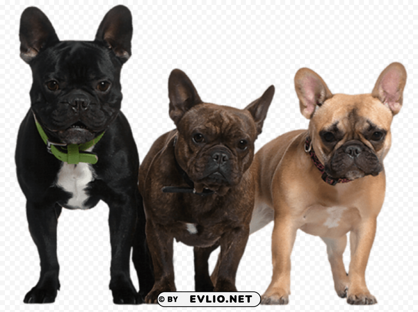  Dogs Picture Isolated Illustration In Transparent PNG