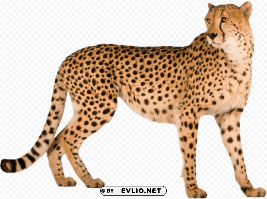 cheetah PNG files with transparent backdrop