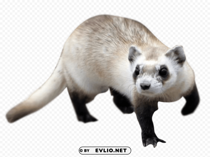 ferret Transparent Background PNG Isolated Element