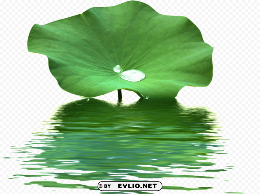 lotus leaf Isolated Design Element in HighQuality Transparent PNG PNG transparent with Clear Background ID 9a31c61a