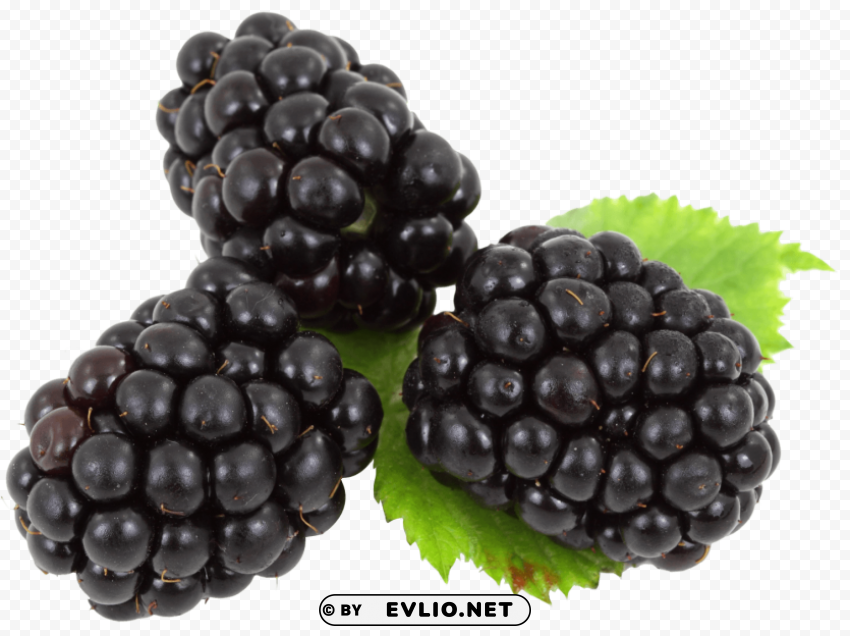 Blackberry with Leaves Isolated Icon with Clear Background PNG