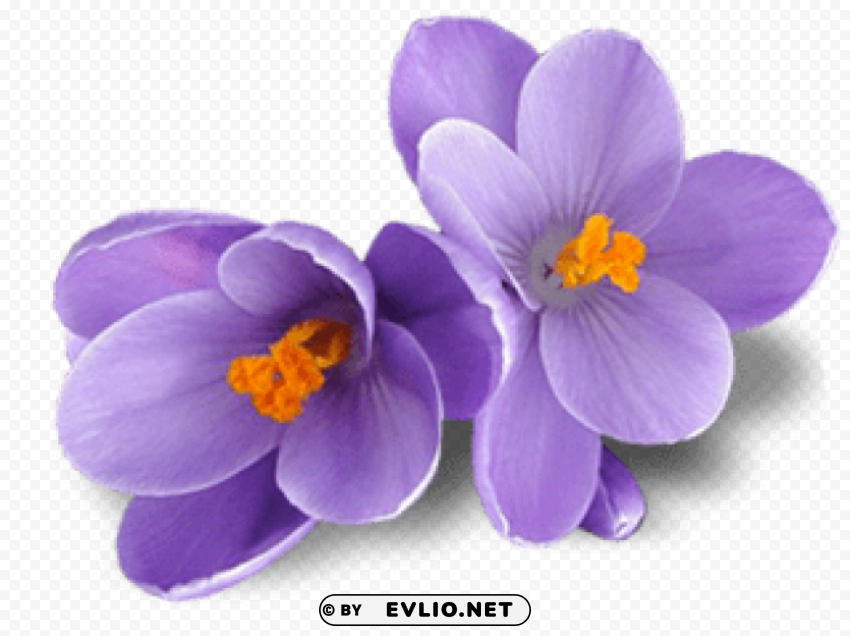 crocus PNG images with no background needed