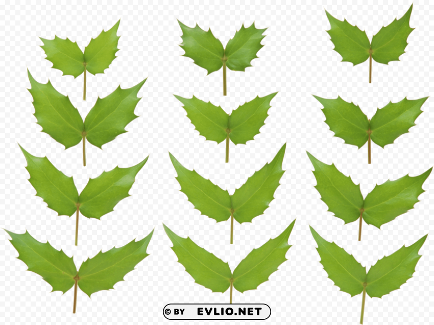 PNG image of green leaves PNG clipart with transparency with a clear background - Image ID 55264a3e