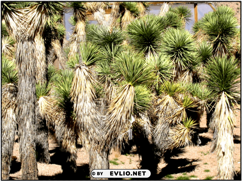 joshua tree sapling PNG images with transparent canvas variety