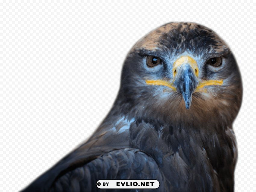 Owl Bird PNG transparent icons for web design
