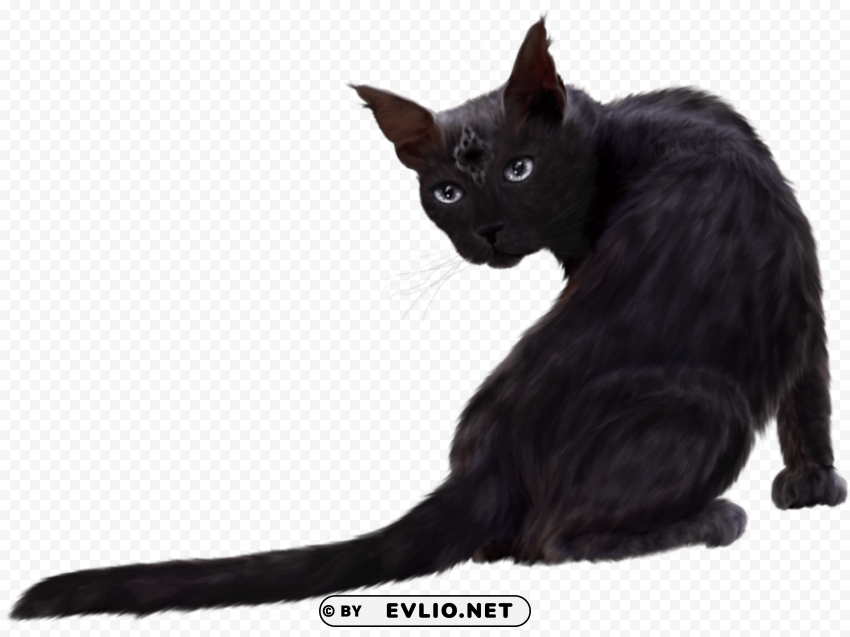 black cat Free PNG download