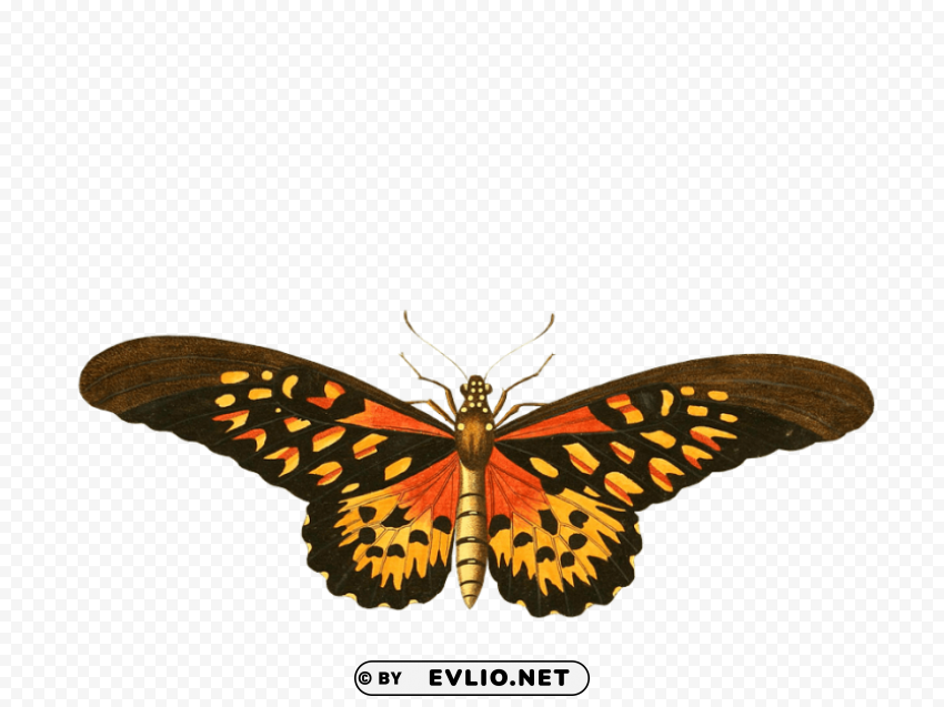 Butterfly Transparent PNG Graphics Assortment