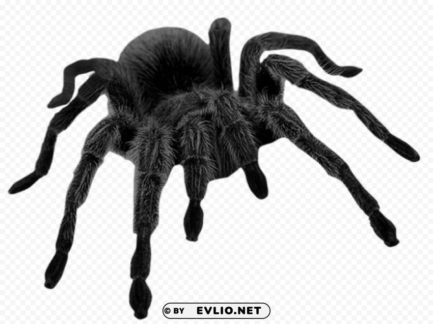 haunted black spider PNG transparency