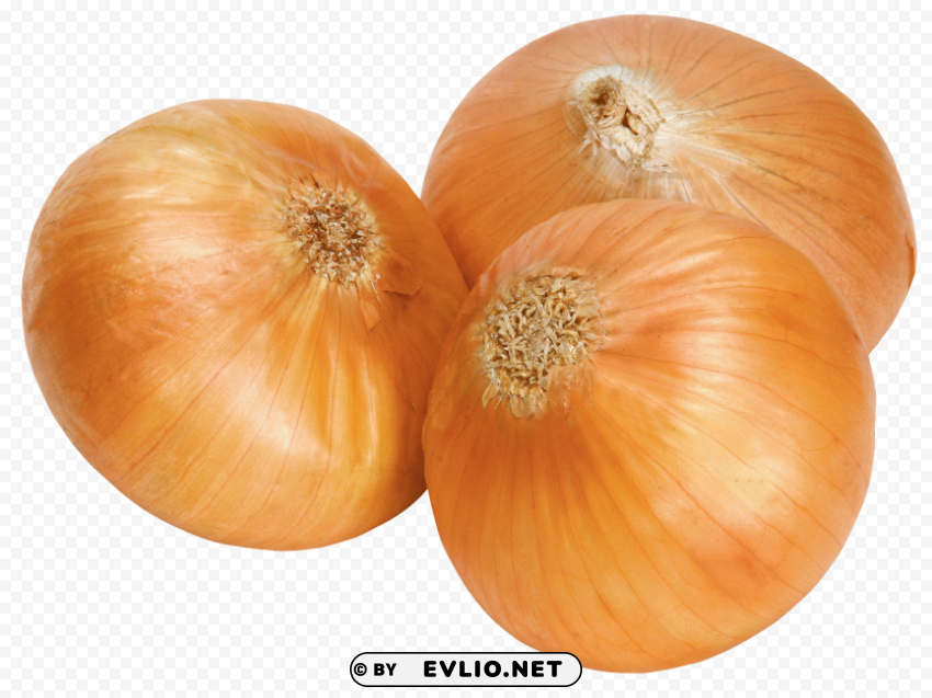 onion PNG Illustration Isolated on Transparent Backdrop