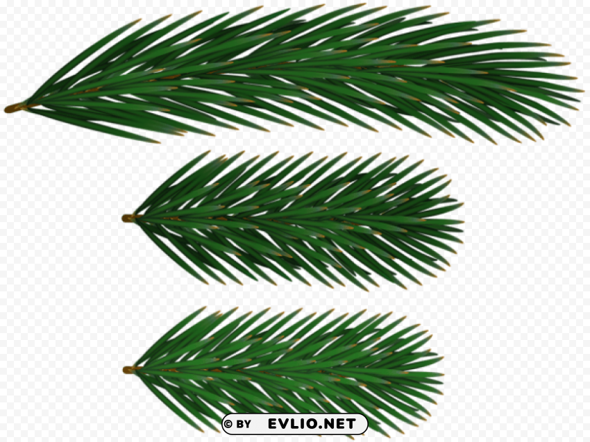 pine branches Isolated Design in Transparent Background PNG