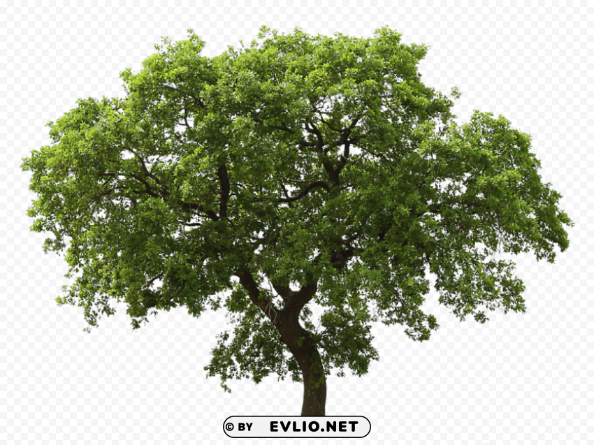 realistic wooden tree PNG for Photoshop