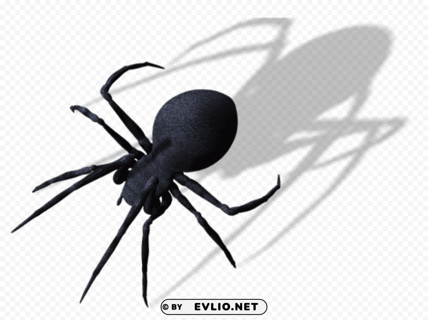 Spider PNG Transparent Artwork