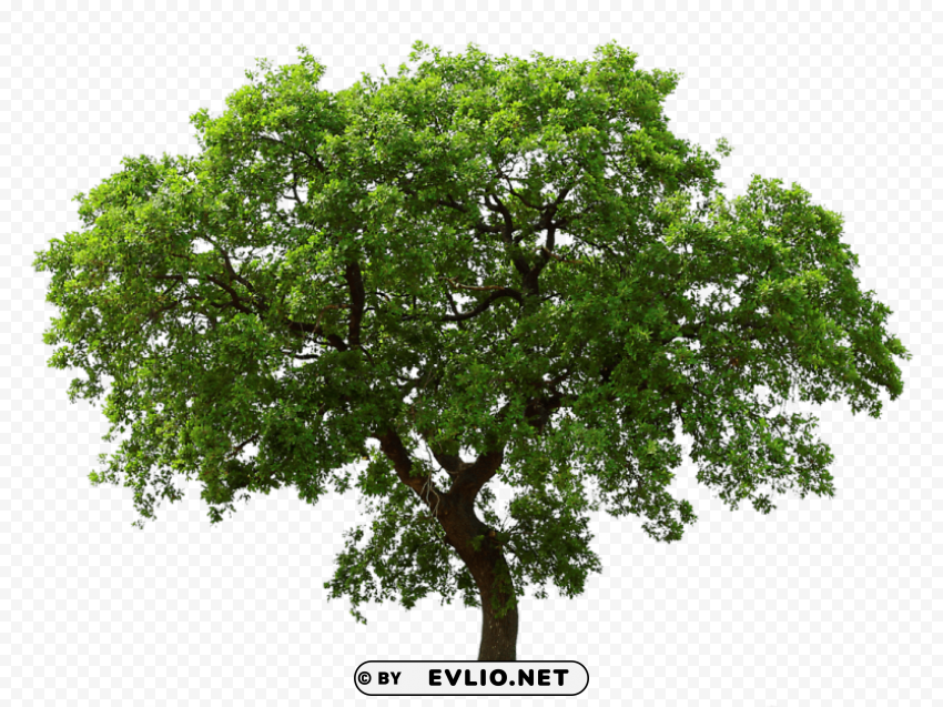 tree PNG images with alpha transparency selection